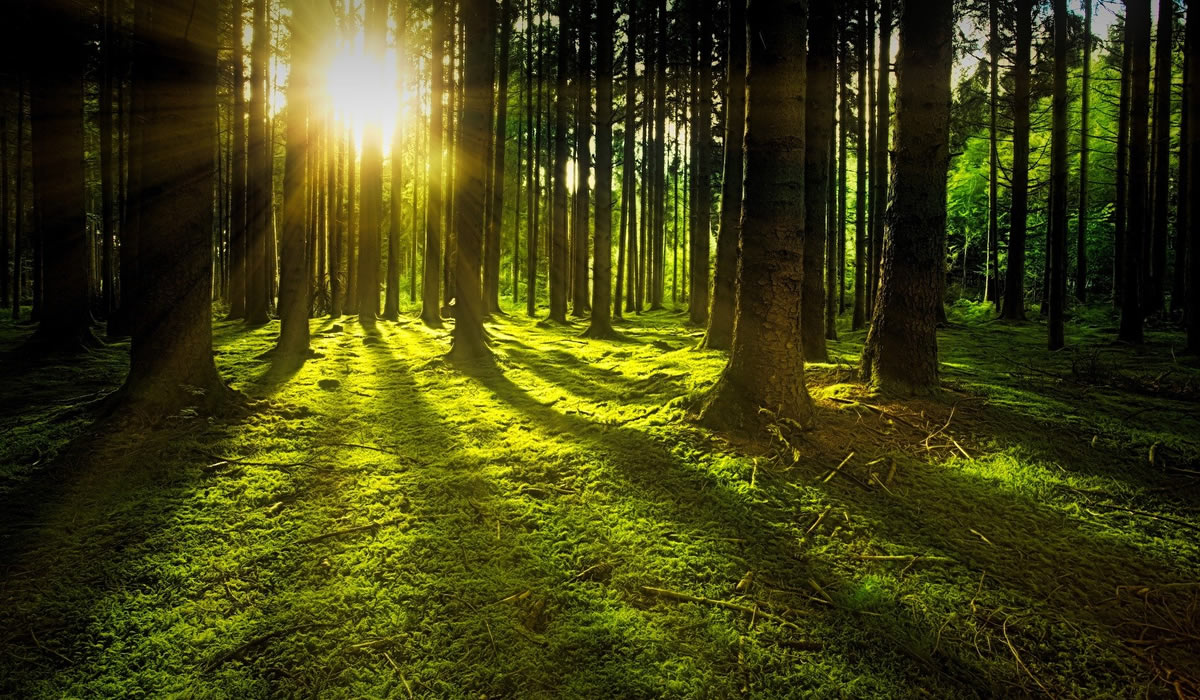 Forest View Header